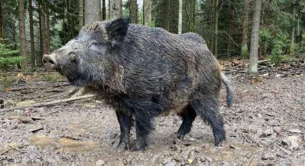 Putyin helyett új nevet kapott a vadkan